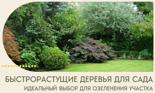 Быстрорастущие деревья для сада идеальный выбор в Ноябрьске
